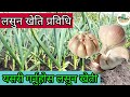      garlic cultivation  lasun kheti  agri nepal