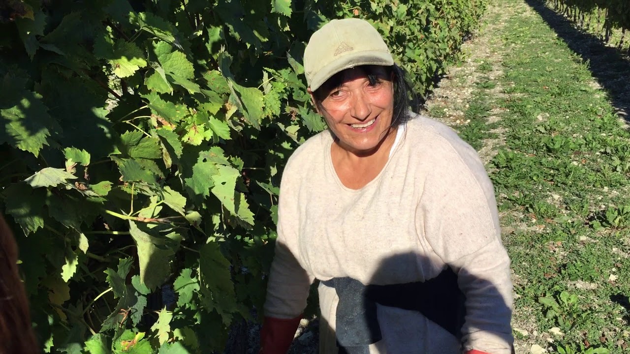 viticulture rules Vendanges à la main chez Paul Giraud à Bouteville