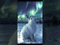 Deep Sleep Music ✦ Fall Asleep in Minutes | Calm BGM for Restful Night