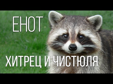 Енот-полоскун: Хитрец и чистюля | Интересные факты про енотов