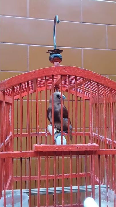 Peking Kaji (emprit kaji)gacor cor bikin heran heran isian kenari dan prenjak sawah