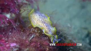 Planaire Tachetée - Prostheceraeus Moseleyi - Hréault - Www.loeilduplongeur.com