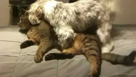 Dog and cat porn