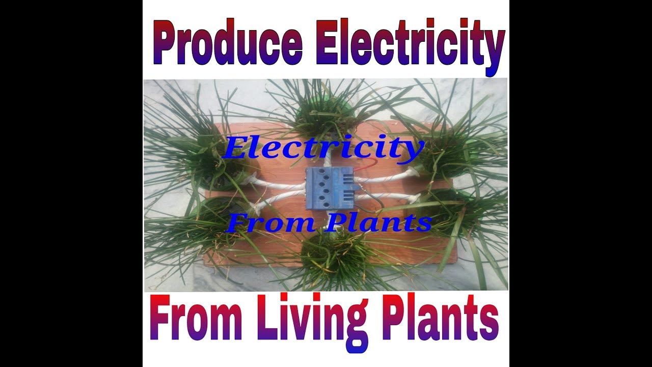 Produce Electricity From Green Plants - How living plants generate