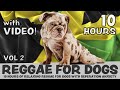 Scientifically proven 10 hours of calming reggae music for dogs with separation anxiety with