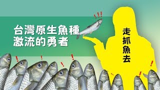 太魯閣的激流勇者！太魯閣族料理～健康又美味的鹽烤苦花魚 ... 