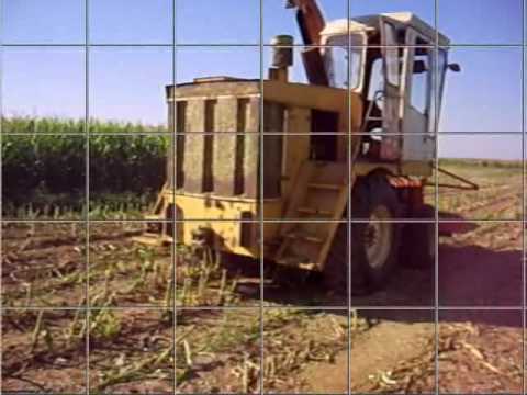 Kukorica Silzs 2010 Corn Silage