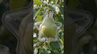 ⭐ Amazing Star-Shaped Pear Growing Transformation | Satisfying Time-Lapse