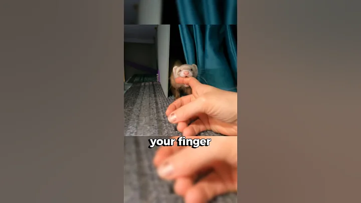 Ferret, Worlds Cutest Killer 🦦 🥺 ☠️