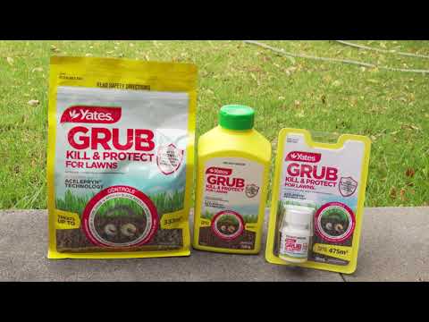 Video: Billbug là gì: Tìm hiểu về thiệt hại và kiểm soát bãi cỏ Billbug