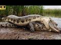 Brutal Survival: Python vs. Crocodile – A Ruthless Underwater Battle!