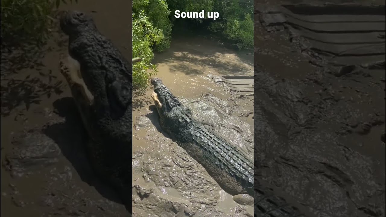 Strongest bite force on earth, 3700 psi. Say gday to Dominator #saltwatercrocodile #wildanimals