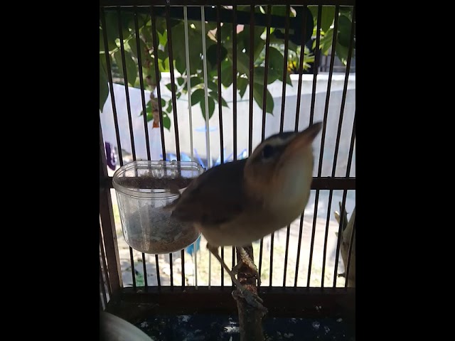 Download Sikatan Londo Alias Kerak Basi Mp3 Mp4 3gp Flv Download