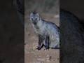 Honey Badger vs Mongose☠️#shorts #shortsfeed #animals