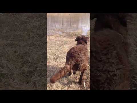 Chesapeake Bay Retreiver - Water Training