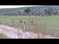 African Wild Dogs VS Zebra