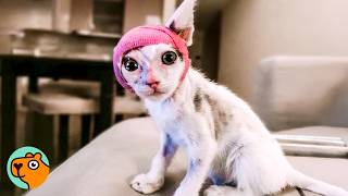 No One Expected Injured Kitten To Be So Full of Energy | Cuddle Buddies