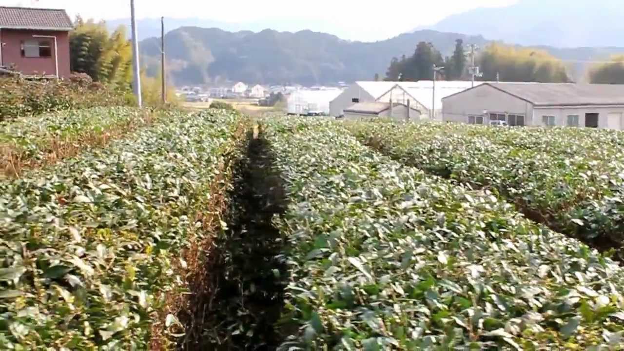 放置2年のお茶畑を剪定しました Youtube