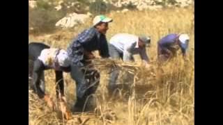 YARMASU'DA TÜRKSELİN ÇEKİM GÜCÜ