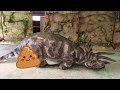 トリケラトプスがう○こをした！！torikeratopusus shit!