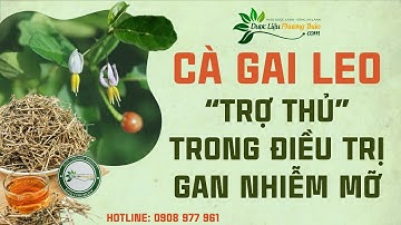Tác dụng của cà gai leo – Tích cực hỗ trợ chữa gan nhiễm mỡ | Dược Liệu Phương Thảo