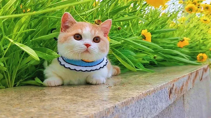 带两只猫一起遛是什么体验？小短腿自在逍遥，长腿猫却怂成伏地魔 - 天天要闻