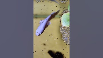 Ép cá betta phần 2