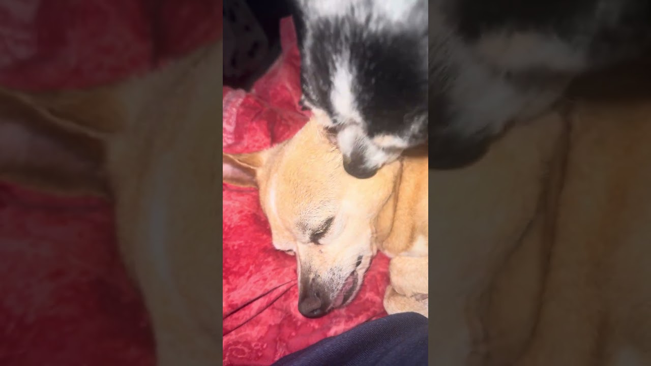 Enjoyable ASMR from Lizzie & Bailey being super cute