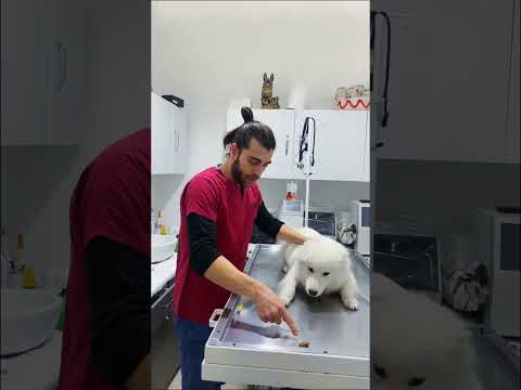 Video: Veteriner Sor: Köpeğim Çikolata Yedim, Ne Yaparım?
