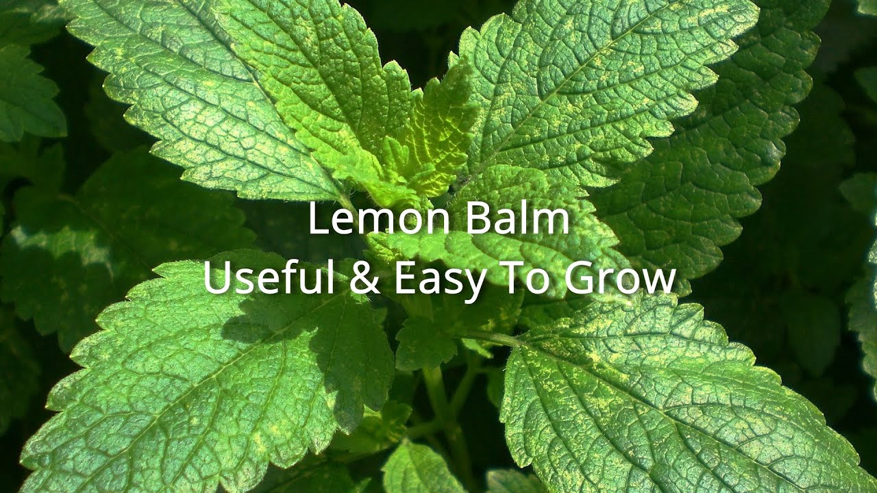 Lemon Balm YouTube