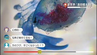 ガヤガヤ#90 新世界『透明標本展』②