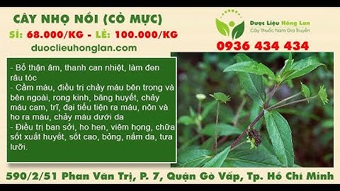 Mua Bán Sỉ Lẻ Cây Cỏ Mực / Cỏ Nhọ Nồi Giá Từ 68.000 | Dược Liệu Hồng Lan