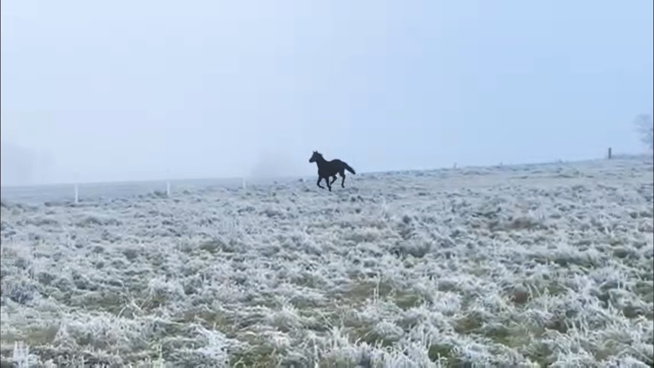 スウェーデンの雪原を駆けるジェニアル ディープインパクト後継種牡馬 Youtube