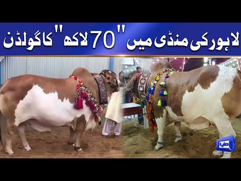 Lahore Cattle Market - 