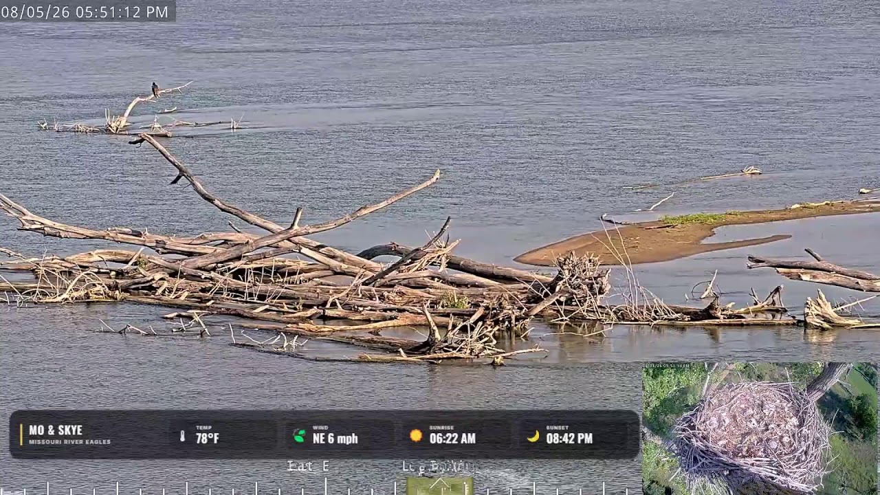 Missouri River Bald Eagle Nest – Mo & Skye Live live camera thumbnail