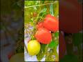 fruit garden 🏡 🍑🍓#shorts #viral