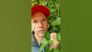Как отличить липу от других деревьев?