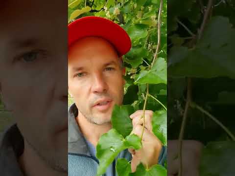 Video: Kako drevesa proizvajajo liste?