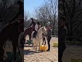 Poney à vendre - Grand Poney club - Vidéo 3 - equirodi.com