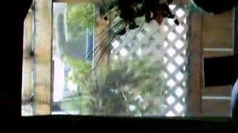 Stupid bird keeps flying into window