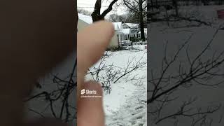 Freak mid-April snow storm caused lots of tree damage. #YouTubeShorts Freak mid-April snow storm caused lots of tree damage. #YouTubeShorts