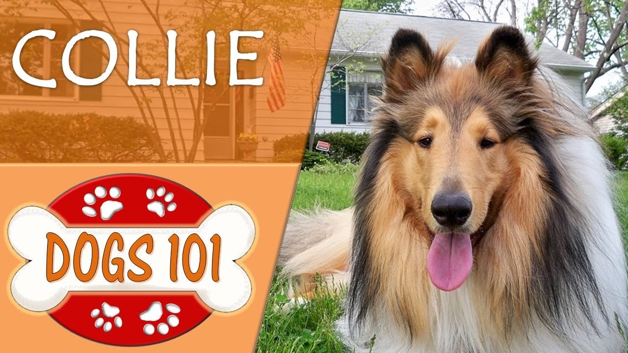 rough collie dogs 101