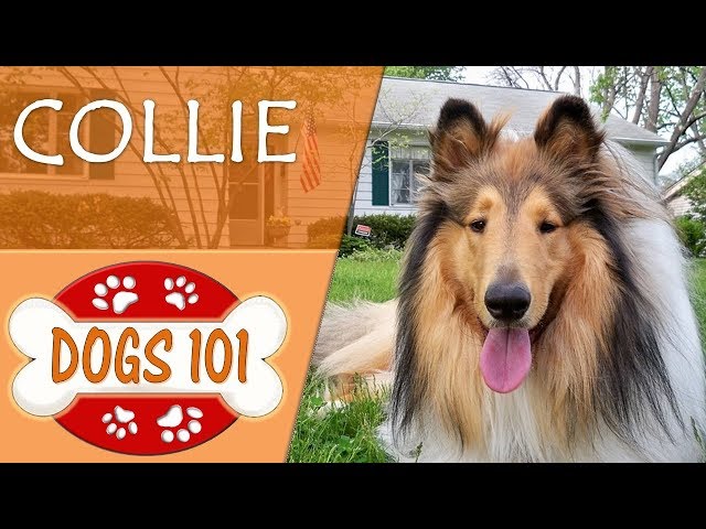 Rough Collie 101: Top 10 Facts You Should Know [Lassie's Breed] 