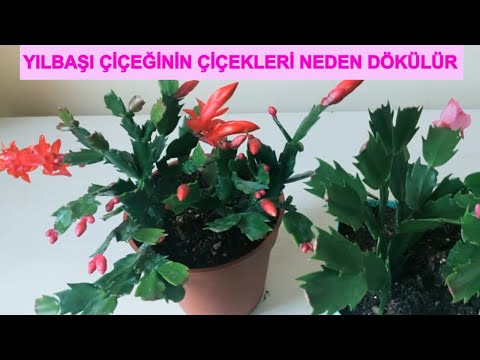 Video: Poinsettias niyə Milad çiçəkləridir?