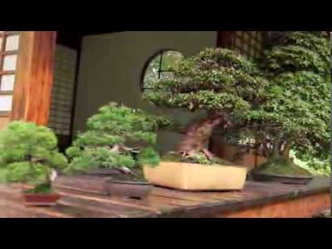 What is Bonsai?