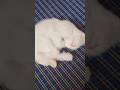 ab main so raha hun#goodnight #cat #fyp #like #subscribe