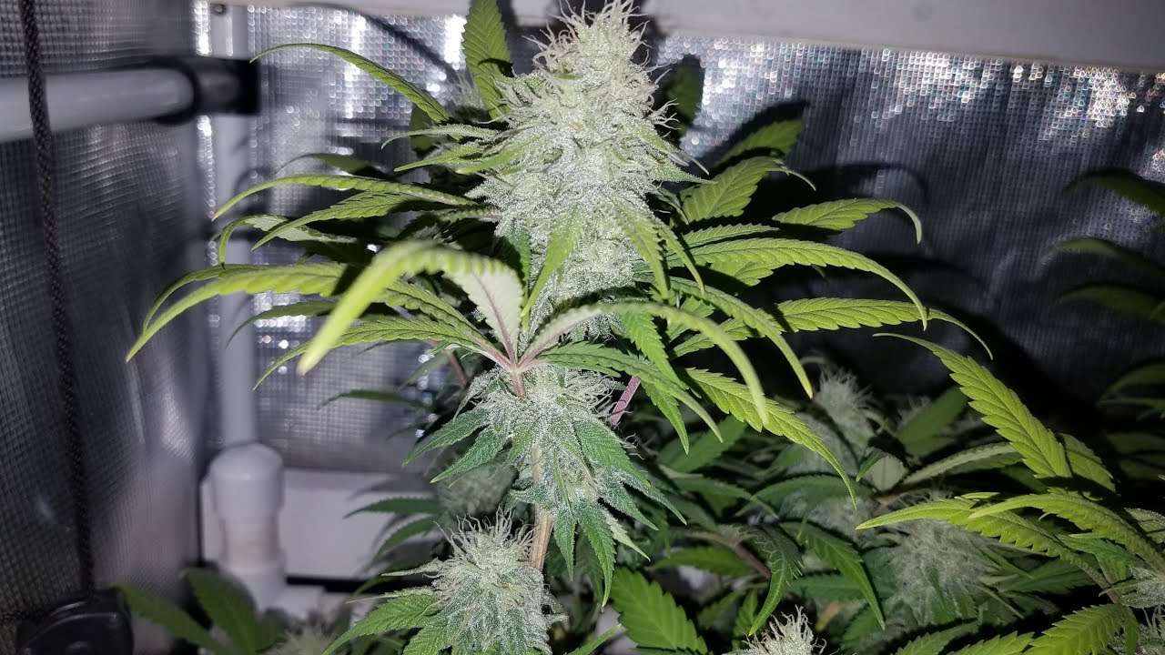 Organic GDP Grow with SoHum Living Soil - Brewing Tea -