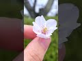神奈川の桜映えスポット！【湘南平】