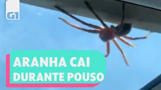 Que susto Aranha GIGANTE cai de teto de avião l G1