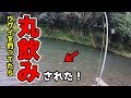 近所の川で釣りしていたら意外な結末が…スピナーでウグイング